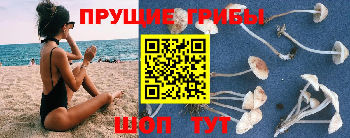 Галлюциногенные грибы Psilocybe Малоярославец